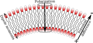 The concept of Flexoelectricity. Dipoles pointing in opposite directions in lipid leaflets lead to curvature, when an electrical potential is applied across the membrane. See http://pubs.acs.org/doi/abs/10.1021/acs.jpcb.6b03439