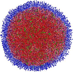 Coarse-grained simulation of a 25 nm lipid droplet. Triolein (red) and cholesteryl oleate (green) comprise the core, while the phospholipids (blue) form a monolayer. See http://pubs.acs.org/doi/abs/10.1021/jp506693d and http://pubs.acs.org/doi/abs/10.1021/jp503223z