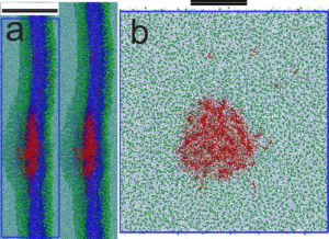 Accumulation of triolein (red) inside a lipid bilayer (blue): the first steps to lipid droplet biogenesis. See http://journals.plos.org/plosone/article?id=10.1371/journal.pone.0012811