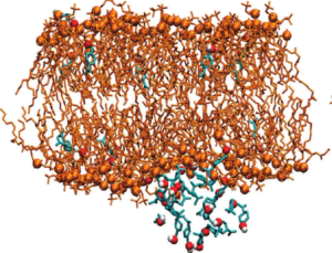 Extracts of the Perilla plant inserting into a lipid membrane. http://www.sciencedirect.com/science/article/pii/S0006349510013779 and http://pubs.acs.org/doi/abs/10.1021/jp108675b