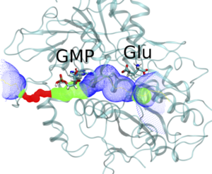 The binding of Glutamate and GMP to the Umami receptor, and the subsequent closure of the substrate binding pathway. See http://onlinelibrary.wiley.com/doi/10.1111/j.1742-4658.2012.08690.x/abstract